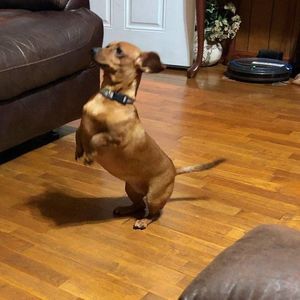 Meet your Posher, Janet